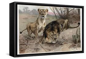 The Lion by Alfred Edmund Brehm-Stefano Bianchetti-Framed Stretched Canvas