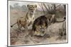 The Lion by Alfred Edmund Brehm-Stefano Bianchetti-Mounted Giclee Print