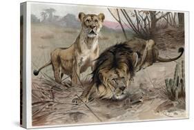 The Lion by Alfred Edmund Brehm-Stefano Bianchetti-Stretched Canvas