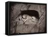 The Lion, Lucerne, Switzerland-Giorgio Sommer-Framed Stretched Canvas