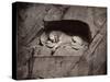 The Lion, Lucerne, Switzerland-Giorgio Sommer-Stretched Canvas