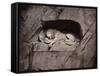The Lion, Lucerne, Switzerland-Giorgio Sommer-Framed Stretched Canvas