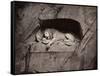 The Lion, Lucerne, Switzerland-Giorgio Sommer-Framed Stretched Canvas