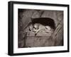 The Lion, Lucerne, Switzerland-Giorgio Sommer-Framed Premium Photographic Print