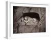 The Lion, Lucerne, Switzerland-Giorgio Sommer-Framed Premium Photographic Print