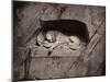 The Lion, Lucerne, Switzerland-Giorgio Sommer-Mounted Premium Photographic Print