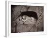 The Lion, Lucerne, Switzerland-Giorgio Sommer-Framed Photographic Print