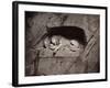 The Lion, Lucerne, Switzerland-Giorgio Sommer-Framed Photographic Print