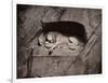 The Lion, Lucerne, Switzerland-Giorgio Sommer-Framed Photographic Print