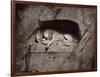 The Lion, Lucerne, Switzerland-Giorgio Sommer-Framed Photographic Print