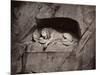 The Lion, Lucerne, Switzerland-Giorgio Sommer-Mounted Photographic Print