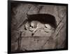 The Lion, Lucerne, Switzerland-Giorgio Sommer-Framed Photographic Print