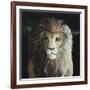 The Lion-Jamin Still-Framed Giclee Print