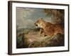 The Lioness, C.1824-27-John Frederick Lewis-Framed Giclee Print