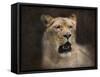 The Lioness Portrait-Jai Johnson-Framed Stretched Canvas