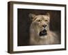 The Lioness Portrait-Jai Johnson-Framed Giclee Print