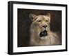 The Lioness Portrait-Jai Johnson-Framed Giclee Print