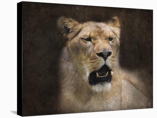 The Lioness Portrait-Jai Johnson-Stretched Canvas