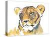 The Lioness-Mark Adlington-Stretched Canvas