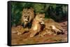 The Lions at Home, 1881-Rosa Bonheur-Framed Stretched Canvas