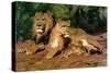 The Lions at Home, 1881-Rosa Bonheur-Stretched Canvas