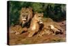 The Lions at Home, 1881-Rosa Bonheur-Stretched Canvas