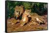 The Lions at Home, 1881-Rosa Bonheur-Framed Stretched Canvas