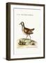 The Little American Water Hen, 1749-73-George Edwards-Framed Giclee Print