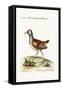 The Little American Water Hen, 1749-73-George Edwards-Framed Stretched Canvas
