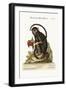 The Little Black Monkey, 1749-73-George Edwards-Framed Giclee Print