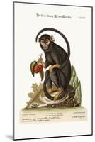 The Little Black Monkey, 1749-73-George Edwards-Mounted Giclee Print