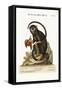 The Little Black Monkey, 1749-73-George Edwards-Framed Stretched Canvas