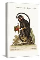 The Little Black Monkey, 1749-73-George Edwards-Stretched Canvas