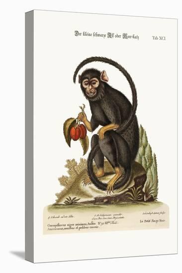 The Little Black Monkey, 1749-73-George Edwards-Stretched Canvas