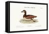 The Little Brown and White Duck, 1749-73-George Edwards-Framed Stretched Canvas