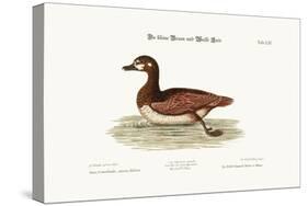 The Little Brown and White Duck, 1749-73-George Edwards-Stretched Canvas