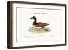 The Little Brown and White Duck, 1749-73-George Edwards-Framed Giclee Print