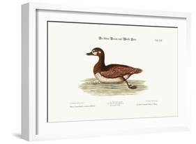 The Little Brown and White Duck, 1749-73-George Edwards-Framed Giclee Print