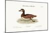 The Little Brown and White Duck, 1749-73-George Edwards-Mounted Giclee Print