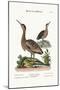 The Little Brown Bittern, 1749-73-George Edwards-Mounted Giclee Print