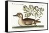 The Little Brown Duck, 1749-73-Mark Catesby-Framed Stretched Canvas