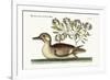 The Little Brown Duck, 1749-73-Mark Catesby-Framed Giclee Print