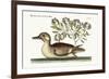 The Little Brown Duck, 1749-73-Mark Catesby-Framed Giclee Print