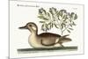 The Little Brown Duck, 1749-73-Mark Catesby-Mounted Giclee Print