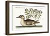 The Little Brown Duck, 1749-73-Mark Catesby-Framed Giclee Print