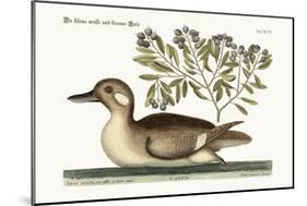 The Little Brown Duck, 1749-73-Mark Catesby-Mounted Giclee Print