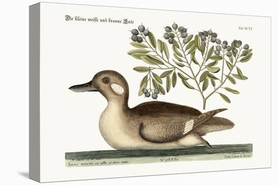 The Little Brown Duck, 1749-73-Mark Catesby-Stretched Canvas