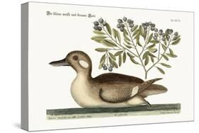 The Little Brown Duck, 1749-73-Mark Catesby-Stretched Canvas