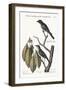 The Little Brown Flycatcher. the Red-Eyed Flycatcher, 1749-73-Mark Catesby-Framed Giclee Print