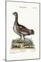 The Little Bustard, 1749-73-George Edwards-Mounted Giclee Print